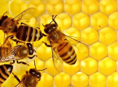 Convegno sull'apicoltura alla Rocca dei papi di Montefiascone